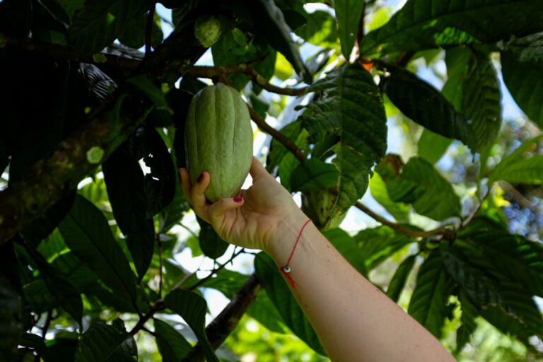 Essence Arenal Cacao Tour