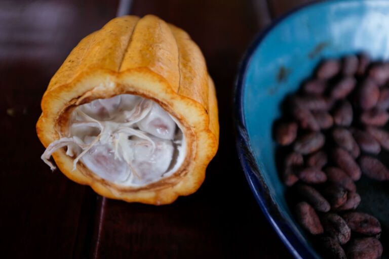 Essence Arenal Cacao Tour