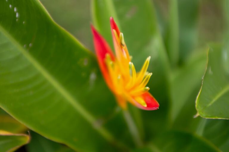 Essence Arenal Nature & Relax