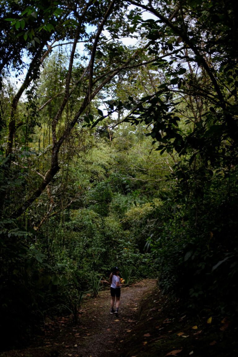 Essence Arenal Nature & Relax