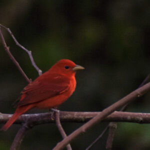 Birdwatching Day Tour