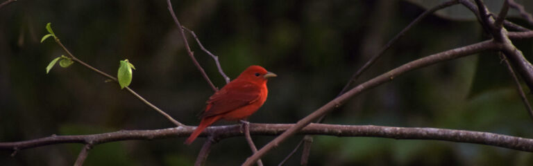 Birdwatching Day Tour