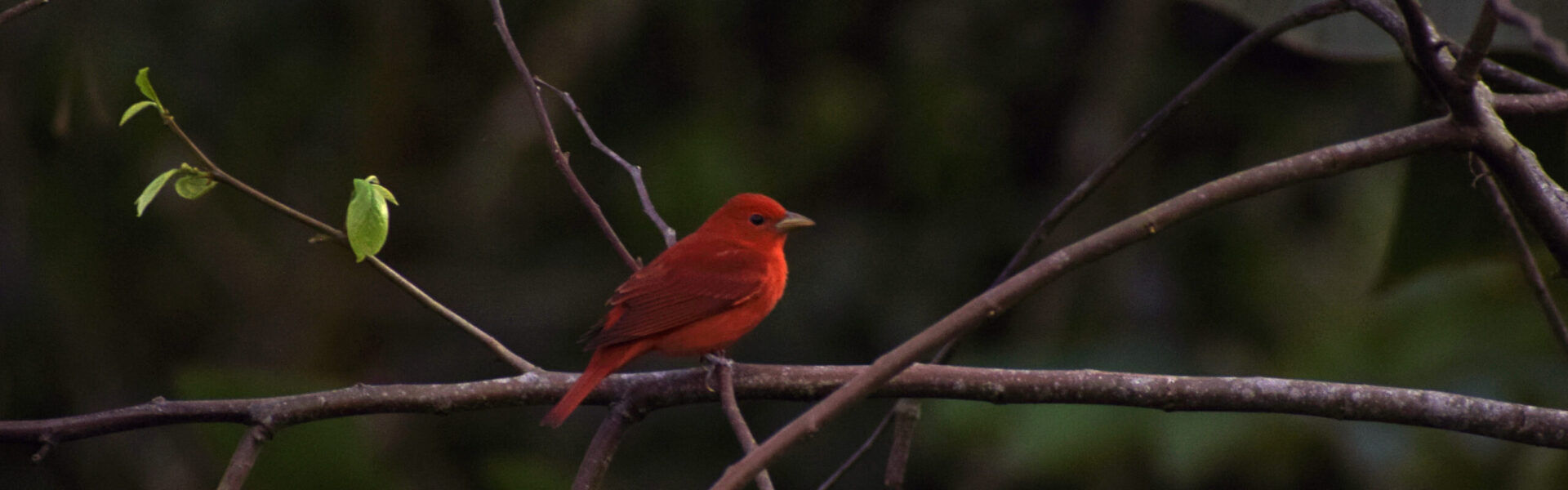 Birdwatching Day Tour