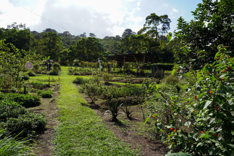 Essence Arenal Farm