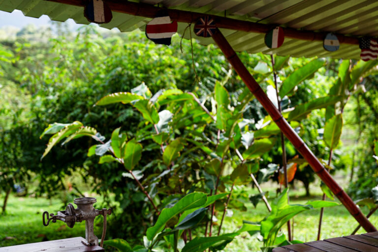 Essence Arenal Cacao Tour