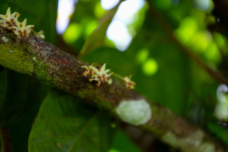 Essence Arenal Farm