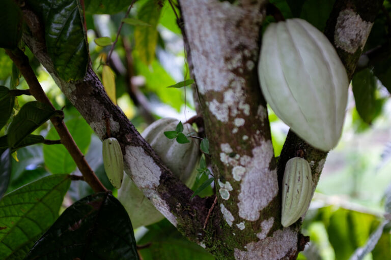 Essence Arenal Cacao Tour
