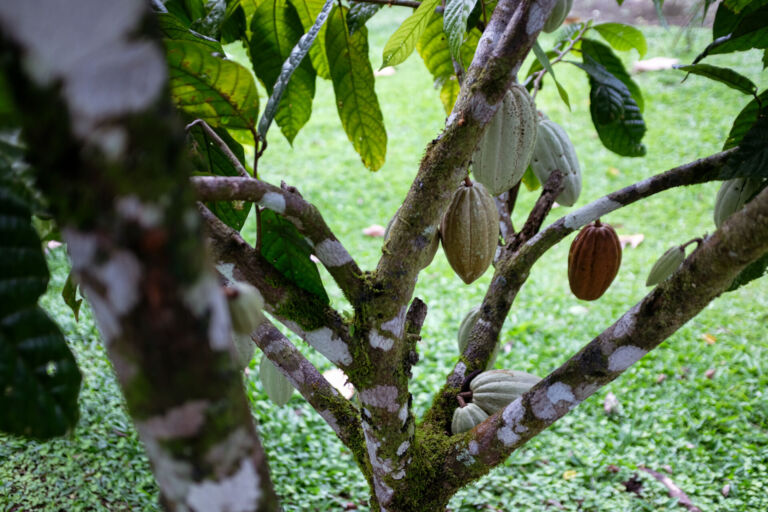 Essence Arenal Cacao Tour