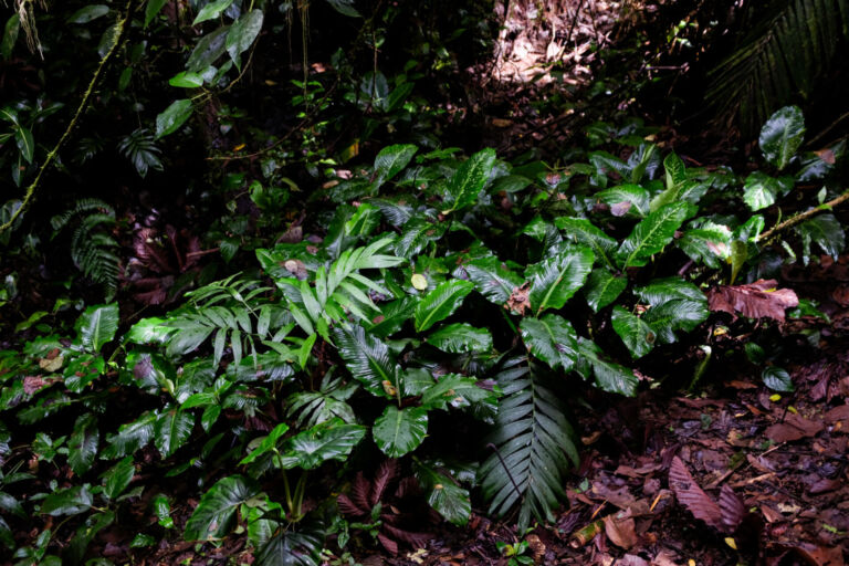 Nuestro Eco Lodge - Our Eco Lodge - Essence Arenal Nature & Relax