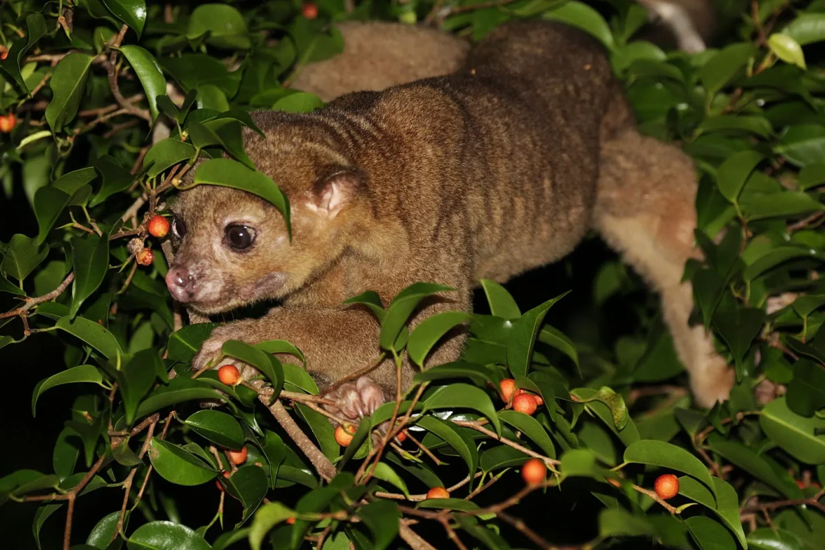 Jungle night tour