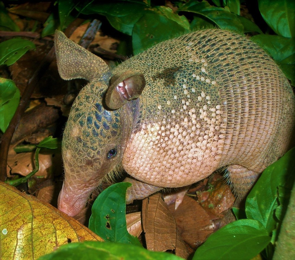Jungle night tour