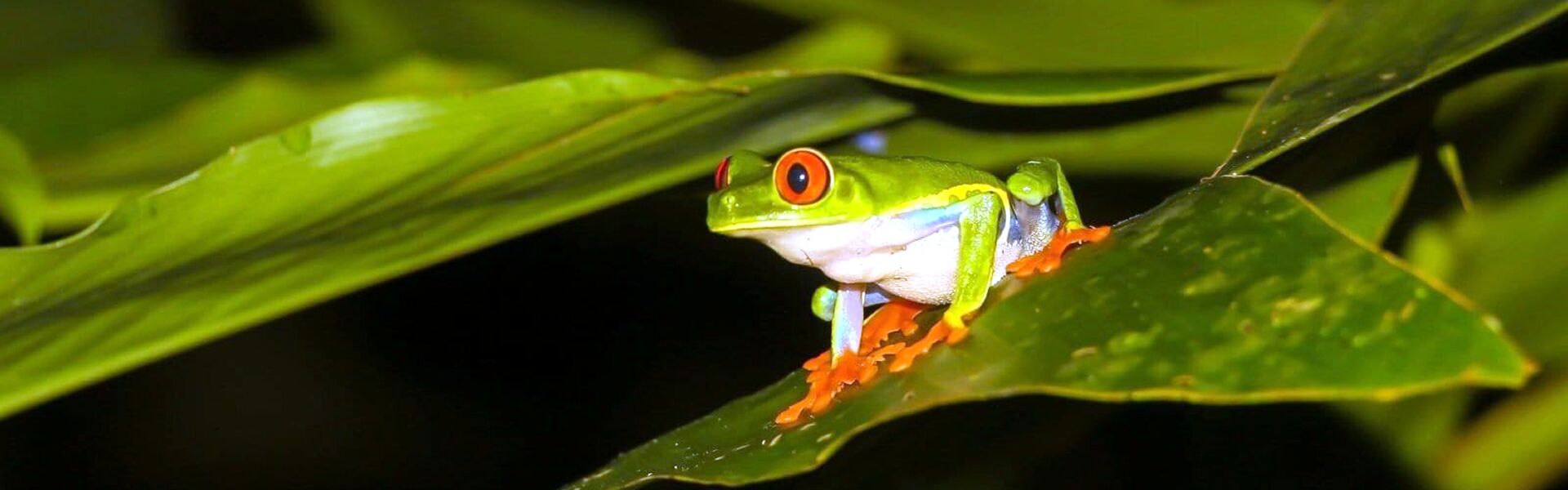 Jungle Night Tour