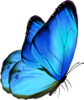 mariposa